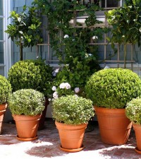 Potted Globes in Brentwood