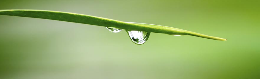 water on leaf