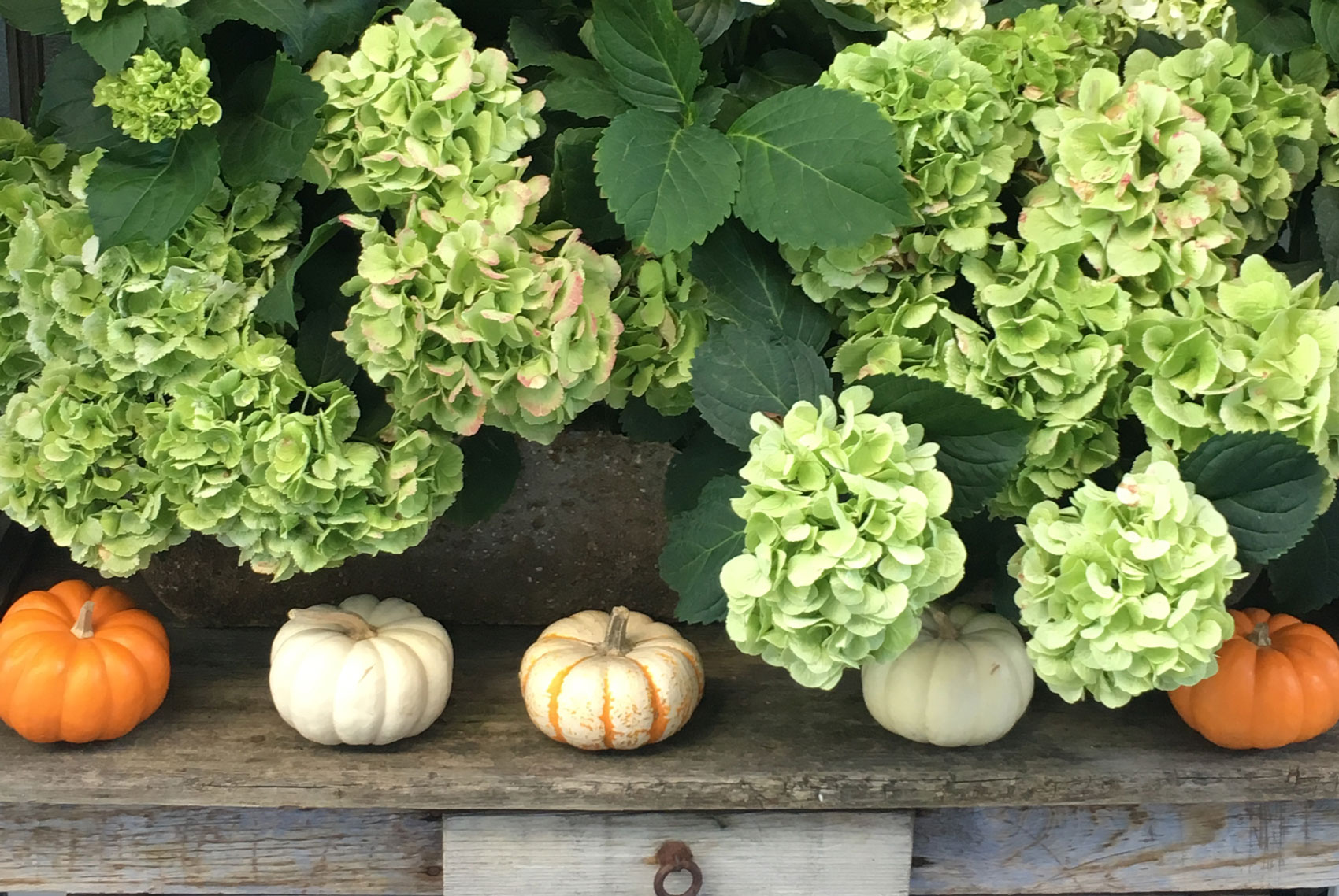 pumpkins with green hydrangeas