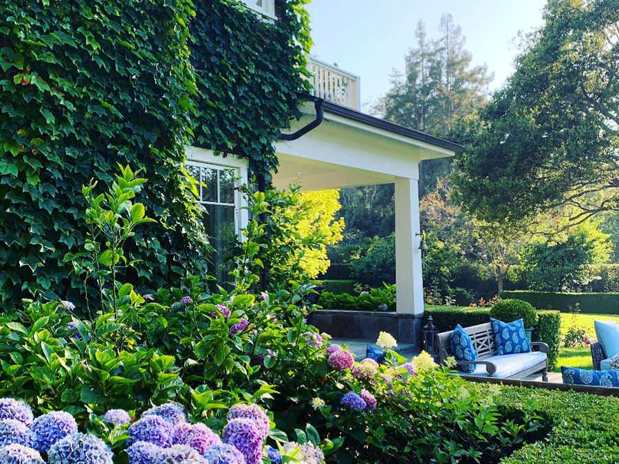 blue hydrangeas at a pacific palisades home