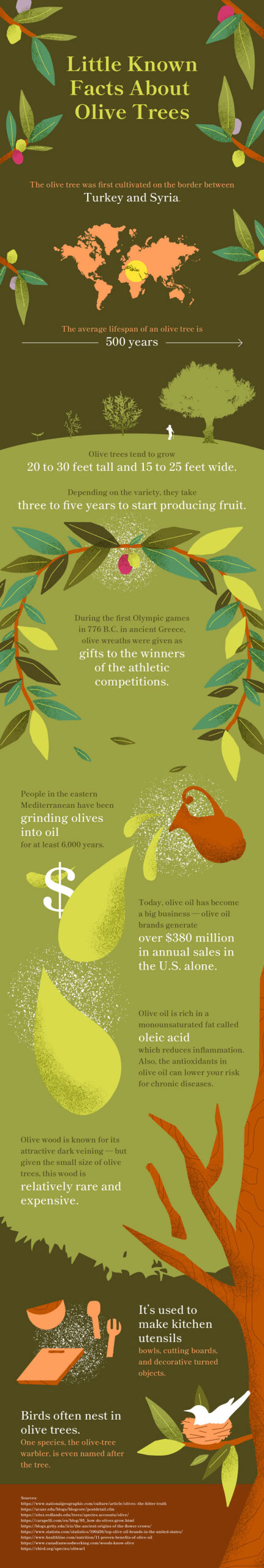 OliveTrees Little Known Facts About Olive Trees The average lifespan of an olive tree is 500 years Olive trees tend to grow 20 to 30 feet tall and 15 to 25 feet wide. Depending on the variety, they take three to five years to start producing fruit. During the first Olympic games in 776 B.C. in ancient Greece, olive wreaths were given as gifts to the winners of the athletic competitions. People in the eastern Mediterranean have been grinding olives into oil for at least 6,000 years. Today, olive oil has become a big business - olive oil brands generate over $380 million in annual sales in the U.S. alone. Olive oil is rich in a monounsaturated fat called oleic acid which reduces inflammation. Also, the antioxidants in olive oil can lower your risk for chronic diseases Olive wood is known for its attractive dark veining - but given the small size of olive trees, this wood is relatively rare and expensive. It's used to make kitchen utensils bowls, cutting boards and decorative turned objects. Birds often nest in olive trees. One species, the olive-tree warbler, is even named after the tree.