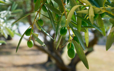 Growing Tips for Olive Trees