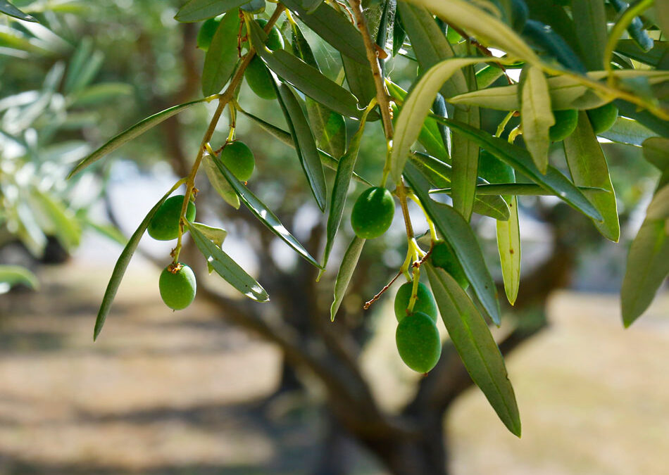 Growing Tips for Olive Trees