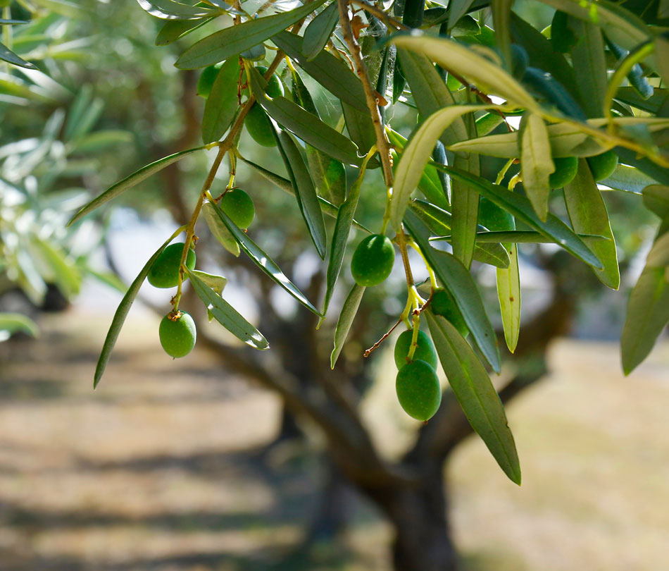 How to Grow & Care for Olive Trees