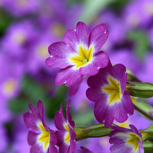 Primrose-landscaping-in-los-angeles Primrose in los angeles ca