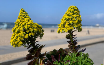 Creating a Beautiful Landscape in Southern California Coastal Regions