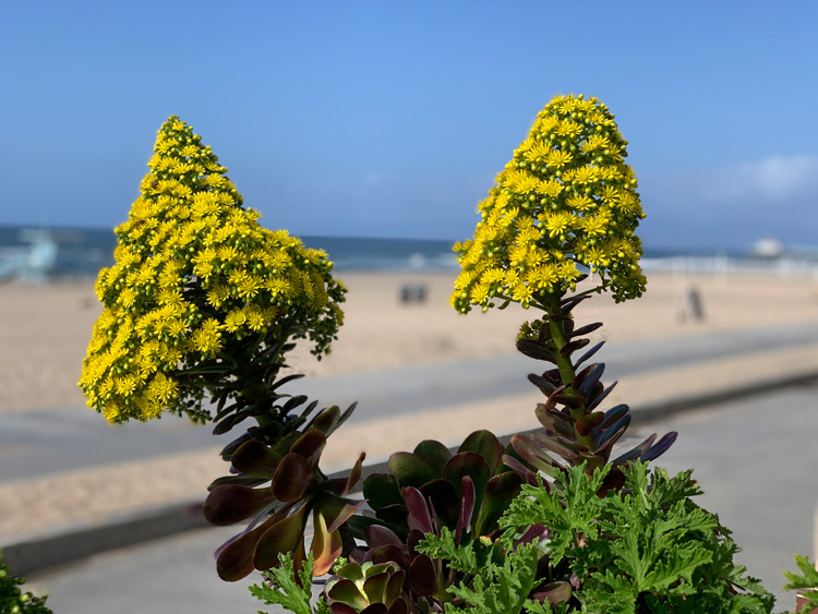 Creating a Beautiful Landscape in Southern California Coastal Regions